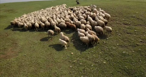 Aerial view Of The Sheep Herd Moving Stock Footage 130595133