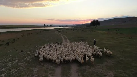 Aerial View Of Sheep Herd Moving At Sunset In Open Field Stock Footage 324700862