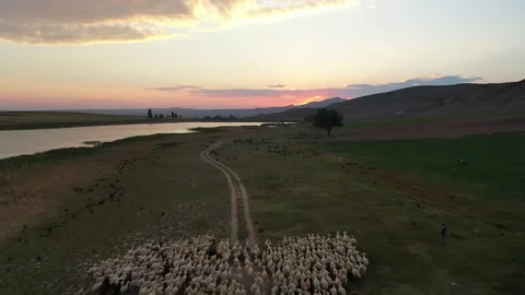 Aerial View Of Sheep Herd Moving At Sunset In Open Field Stock Footage 324700965