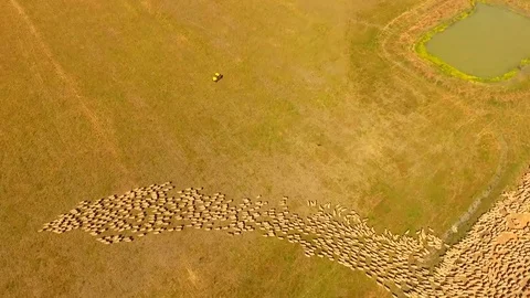 Aerial view of Sheep Herding in outback Stock Footage 81010286