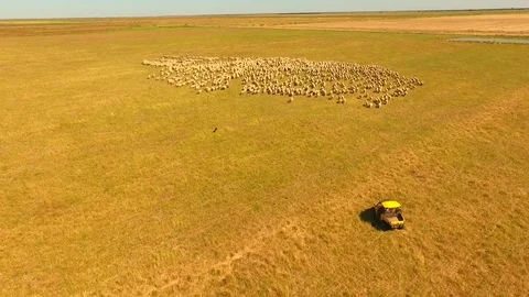 Aerial view of Sheep Herding in outback Stock Footage 81010292