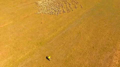 Aerial view of Sheep Herding in outback Stock Footage 81010328