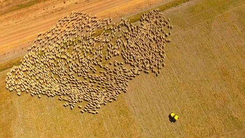 Aerial view of Sheep Herding in outback Stock Footage 81010361