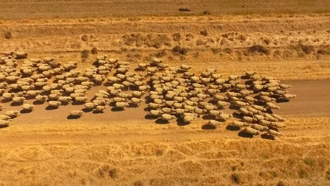 Aerial view of Sheep Herding in outback Видео 81010466