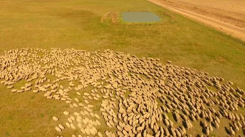 Aerial view of Sheep Herding in outback Stock Footage 81010486