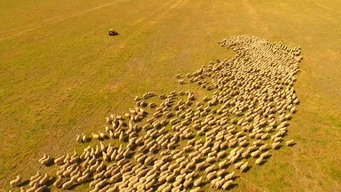 Aerial view of Sheep Herding in outback Stock Footage 81010514