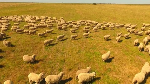 Aerial view of Sheep Herding in outback Stock Footage 81010529