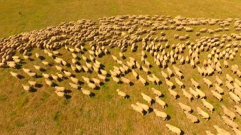 Aerial view of Sheep Herding in outback Stock Footage 81010584