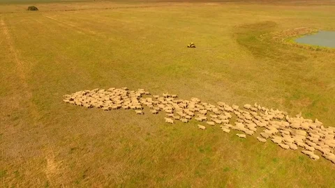 Aerial view of Sheep Herding in outback Stock Footage 81010599