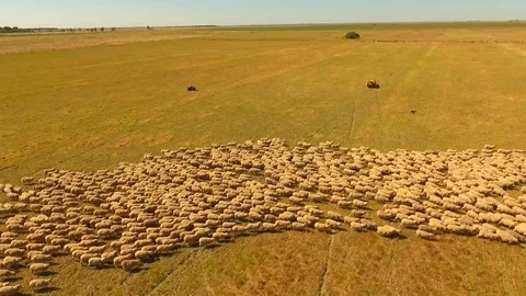 Aerial view of Sheep Herding in outback Stock Footage 81010603