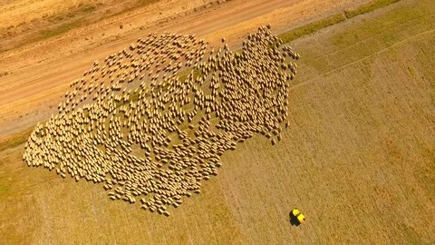 Aerial view of Sheep Herding in outback Stock Footage 81010607