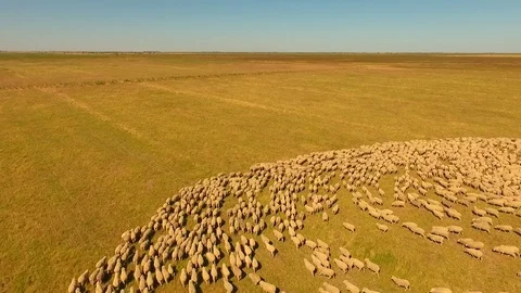 Aerial view of Sheep Herding in outback Stock Footage 81010611