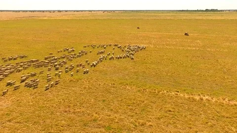 Aerial view of Sheep Herding in outback Stock Footage 81010620