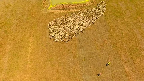 Aerial view of Sheep Herding in outback Stock Footage 81010631