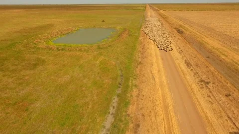 Aerial view of Sheep Herding in outback Stock Footage 81010644