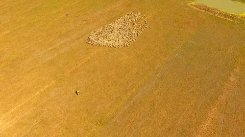 Aerial view of Sheep Herding in outback Stock Footage 81010651
