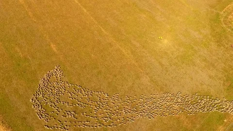 Aerial view of Sheep Herding in outback Stock Footage 81010733