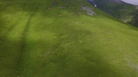 Aerial view of the sheep on the mountain in Kazbegi. Georgia 2017 库存影片 83319342