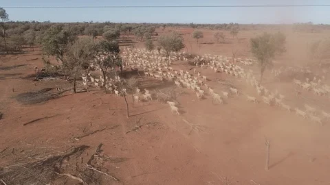 Aerial view sheep mustering by drone Aussie outback Stock Footage 92520180