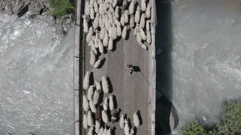 Aerial view of sheep, rams with shepherd crossing mountain river on bridge. Stock Footage 123481037