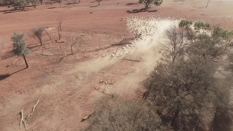 Aerial view of sheep running through dusty outback farm Australia Vídeo Stock 92519794
