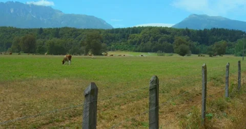 Aerial view of sheeps and cows in South of Chile 스톡 동영상 140286151