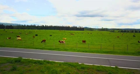 Aerial view of sheeps and cows in South of Chile Video stock 140333086