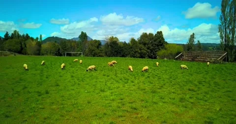 Aerial view of sheeps and cows in South of Chile Stock-Footage 140336418