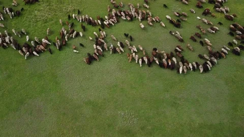 Aerial view at the sheeps herd. 스톡 동영상 154395677