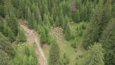 Aerial view of a shepherd leading a flock of sheep through a mountain forest Stock-Footage 339793994