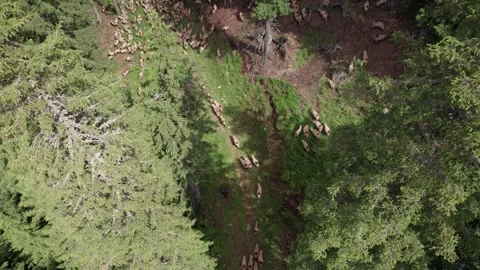 Aerial view of a shepherd leading a flock of sheep through a mountain forest Stock Footage 339794010