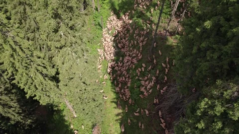 Aerial view of a shepherd leading a flock of sheep through a mountain forest Vídeo Stock 339794013