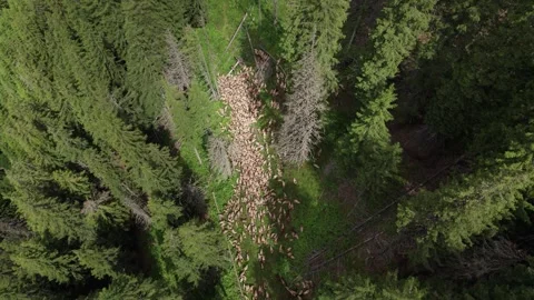Aerial view of a shepherd leading a flock of sheep through a mountain forest Stock-Footage 339795614