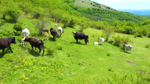 Aerial view shot of cows and young calves grazing on a meadow Stock Footage 176723089