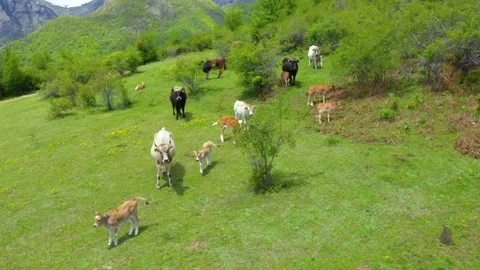 Aerial view shot of cows and young calves grazing on a meadow Stock Footage 178944335