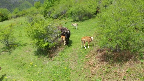 Aerial view shot of cows and young calves grazing on a meadow Stock Footage 239352127