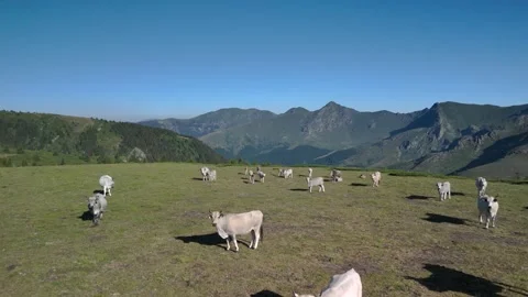 Aerial view shot of cows and young calves grazing on a meadow Stock Footage 324016806
