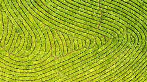 Aerial view shot from drone of green tea plantation, Top view aerial photo from Stock Photos