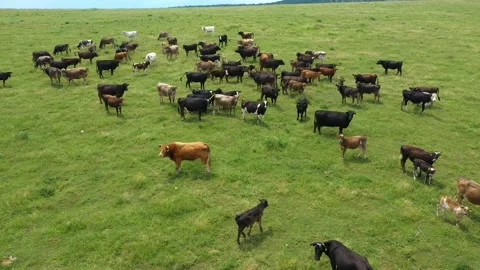 Aerial view shot of a herd of cows and young calves grazing on a meadow Stock Footage 232063031