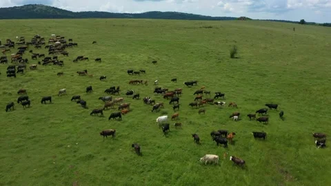 Aerial view shot of a herd of cows and young calves grazing on a meadow Stock Footage 232841339