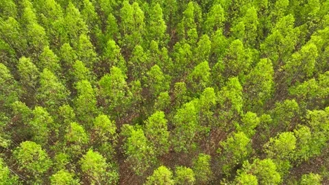 An aerial view showcases a dense eucalyptus forest with rich green hues. Stock Footage 274936738