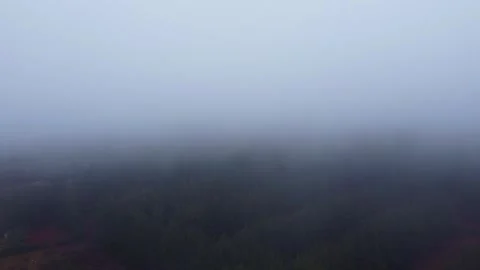 An aerial view showcases a dense forest under a heavy fog with a hint of a Stock Footage 309005809