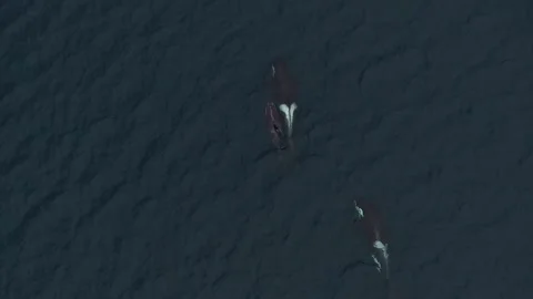 An aerial view showcases the sight of orcas hunting herring in the waters of Stock Footage 248646426