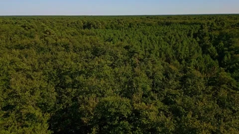 Aerial view showcasing the dense, lush green canopy of Chinon Forest stretching Stock Footage 317096859