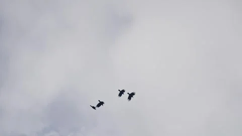 Aerial view showcasing synchronized bird formation soaring through muted cloudy Stock Footage 297612633