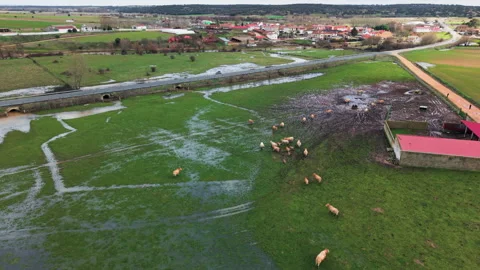 Aerial view showing cattle grazing in a flooded green pasture Video stock 329033859