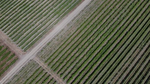Aerial View Showing Parallel Rows of Vineyard Crops in Rural Landscape Video stock 342122656