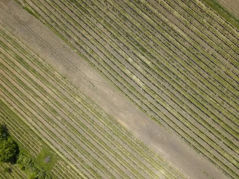 Aerial view showing patterns of vineyard rows in Bzenec Stock Photos