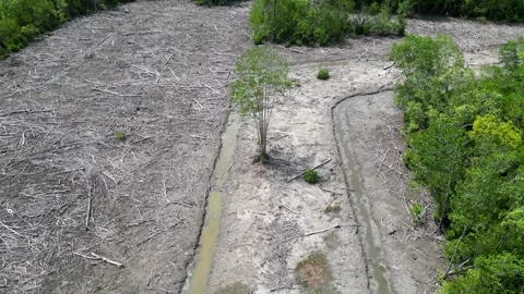 Aerial view shows cleared forest land in wide patches Video stock 325841819