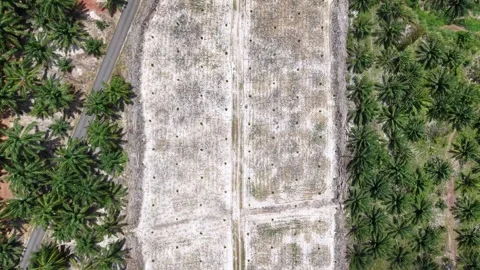 Aerial view shows cleared land beside palm trees 動画素材 333047641